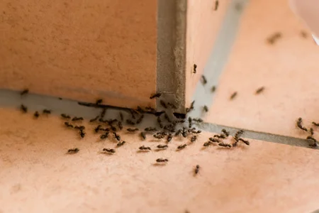ants on a tile floor