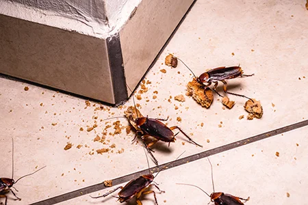 cockroaches in the kitchen