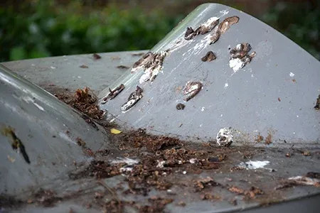 bat droppings