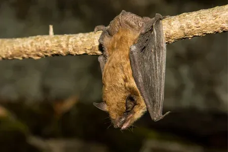 big brown bat