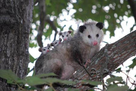 Possum Nesting