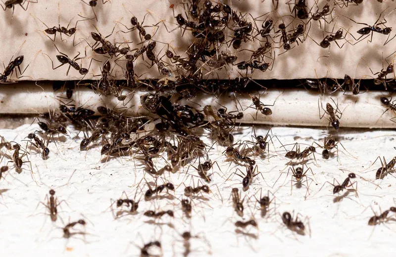 ants on the floor