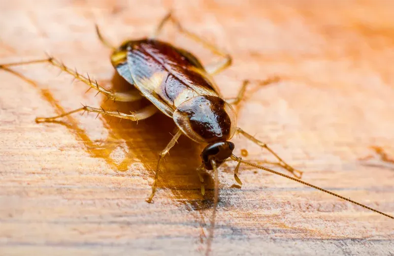 cockroaches in kitchen