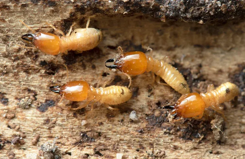 termites on wood