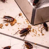 roaches