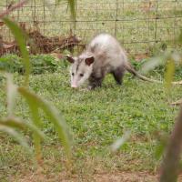 Opossum