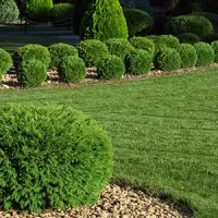 lawn