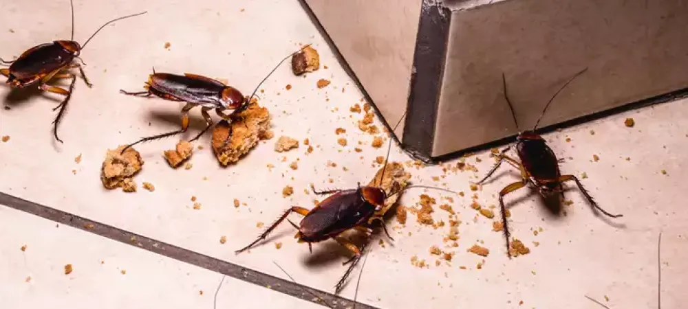 roaches