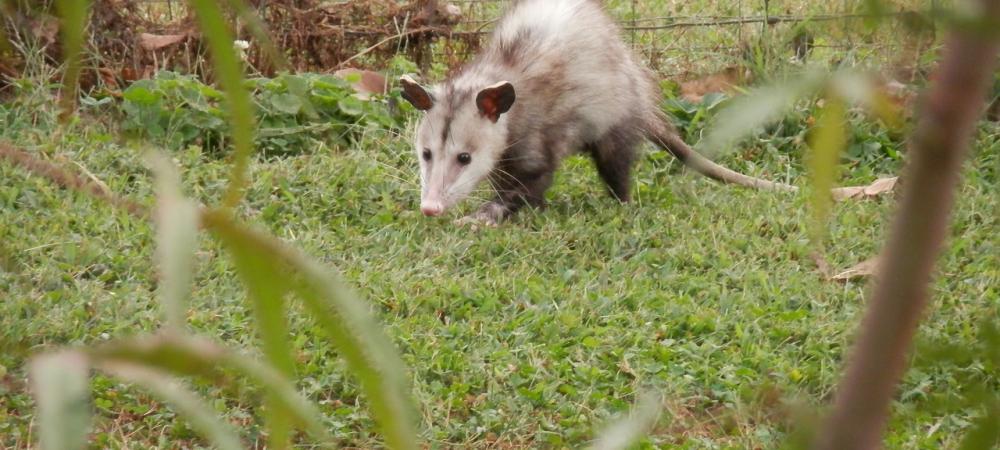 Opossum