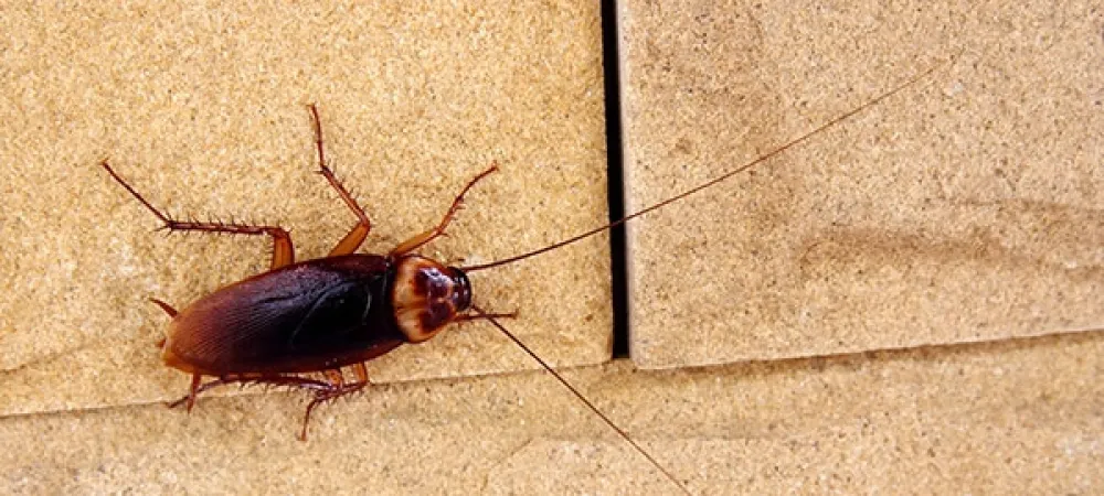 roach