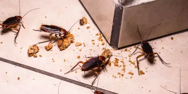 roaches