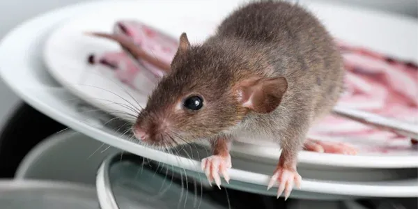 mouse in kitchen