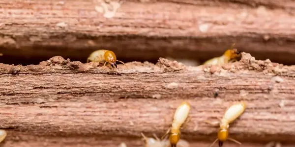 termites