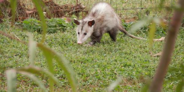 Opossum
