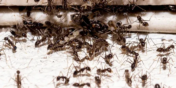 ants on the floor